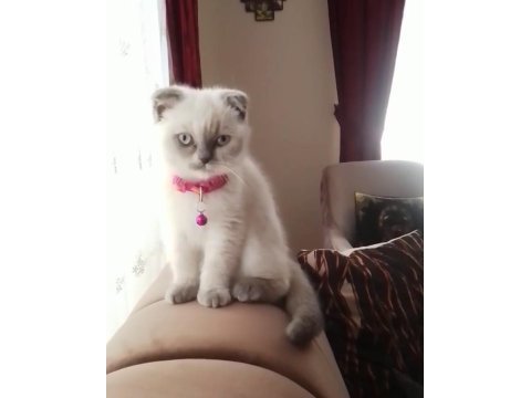 2.5 aylık dişi blue point ayı surat yavru scottish fold