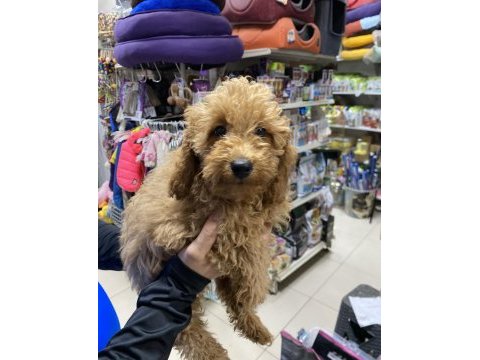 Uyguna 3 aylık erkek toy poodle 