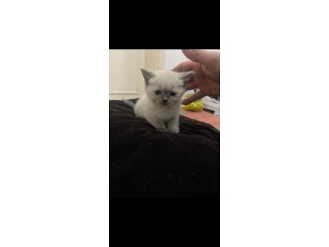 Sevimli british shorthair oğlumuz yeni yuvasını arıyor