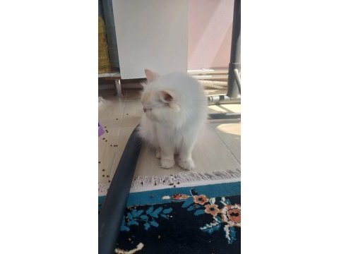 Kediler yeni ailesini arıyor