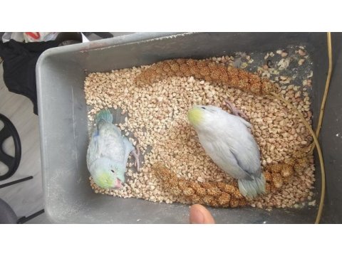Ev üretimi insana alışık turkuaz forpus papağanları