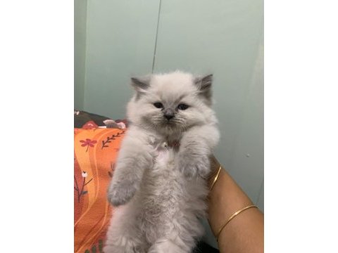 British longhair 50 günlük