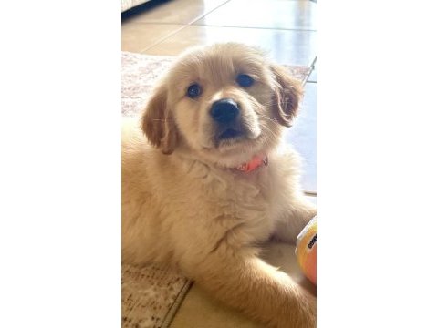 Golden retriever safkan