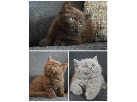 Muhteşem british shorthair yavrular