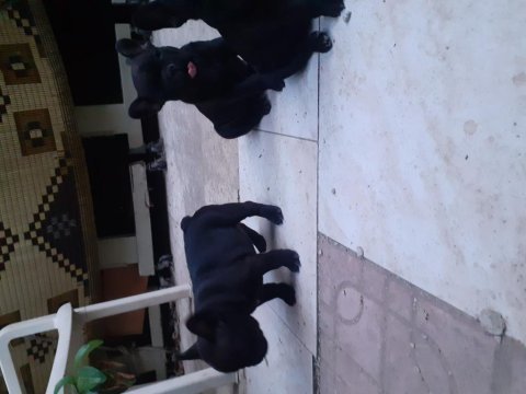Safkan anne ve babadan french bulldog