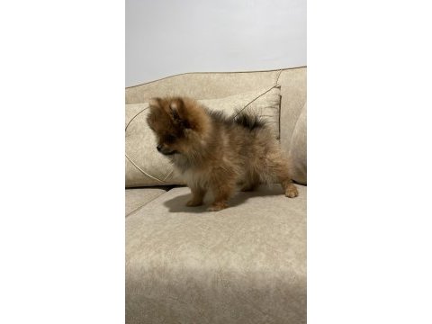 2 aylık tuvalet eğitimli dişi pomeranian uygun