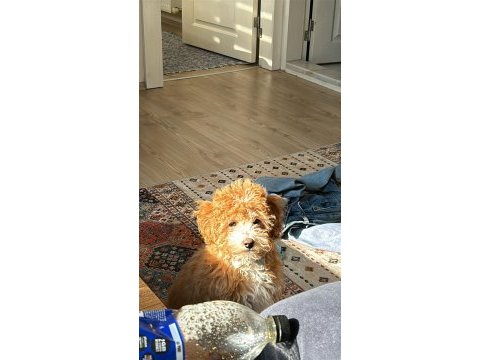 4 aylık yavru toy poodle