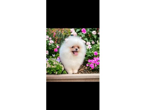 Pomeranian boo teacup