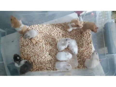 Uygun fiyatlı suriye hamster