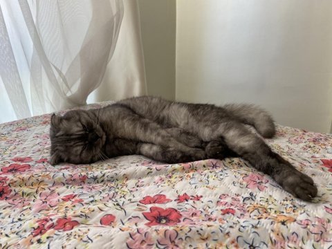 11 aylık gri çizgili scottish fold