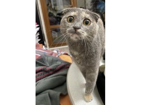 Küçük scottish fold bebeğim yuva arıyor