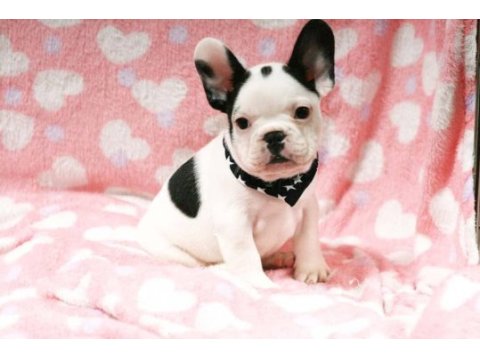 French bulldog yavruları