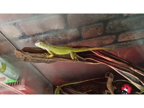 Lime iguana