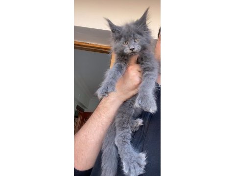 6666 polydactly dev xxxl erkek maine coon