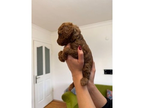 Minicik yavru toy poodle köpekler
