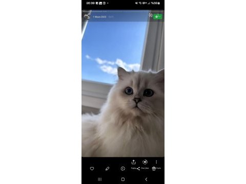 British longhair kızımıza yuva