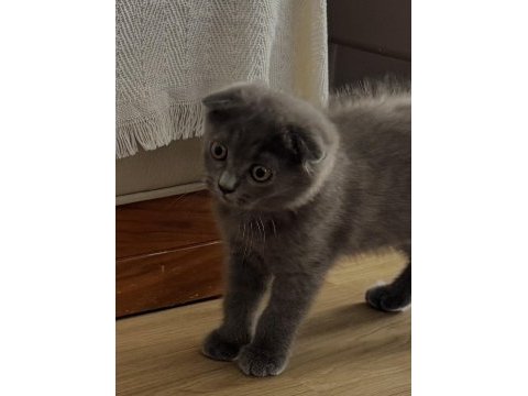 Yavru scottish fold