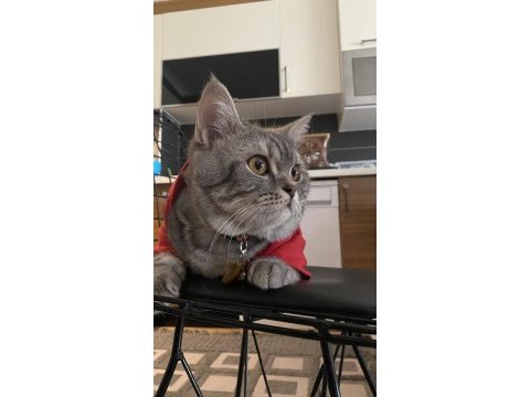 British shorthair duman yeni yuvasını bekliyor