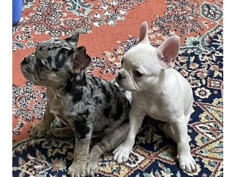 Egzotik french bulldog yavrular