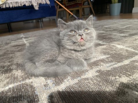 2 aylık safkan british shorthair yuva arıyor
