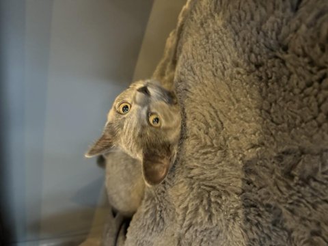 Sahiplendirilecek british shorthair