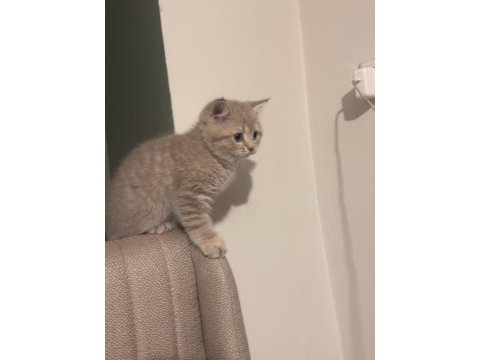 British shorthair 3 aylık erkek