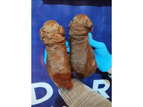 Koyu kahverengi toy poodle yavrusu yeni yuvasını arıyor