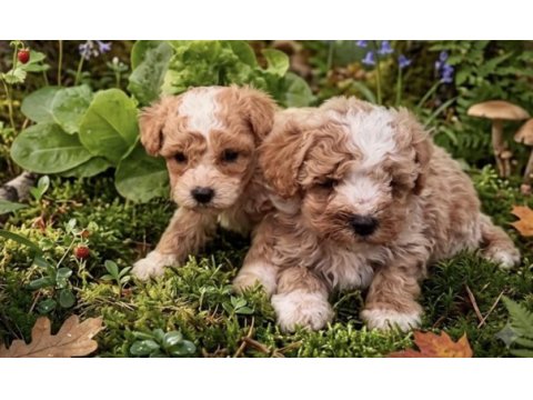 Apricot toy poodle bebeklerimiz