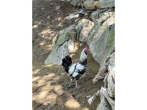 8 aylık horozlar