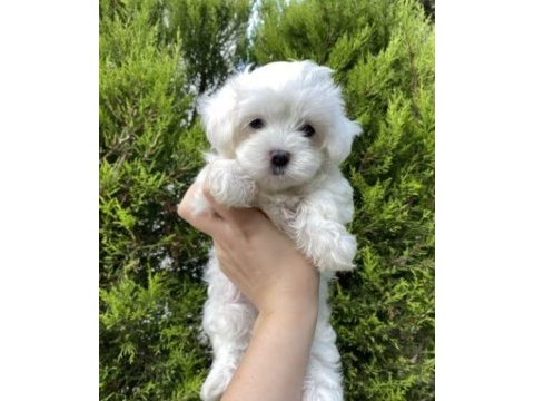 0 numara maltese terrier yavrum