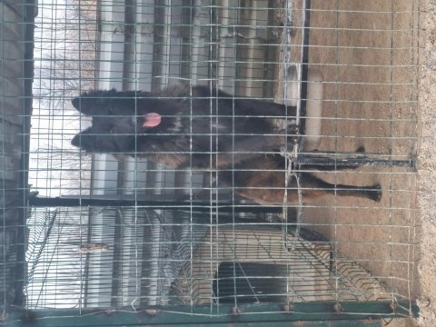 İyinin iyisini isteyene özel malinois