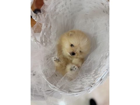 Teddy bear pomeranian boo