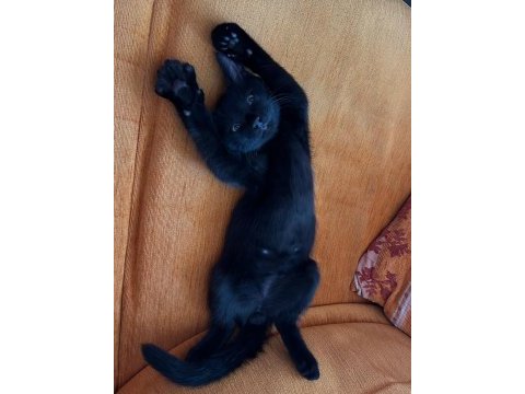 4.5 aylık yavru kedilere yuva arıyoruz