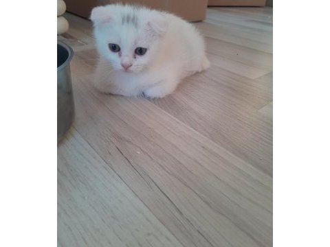 Beyaz scottish fold