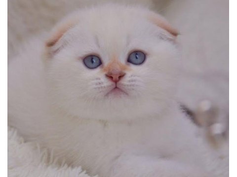 Topaç kafa silver scottish fold