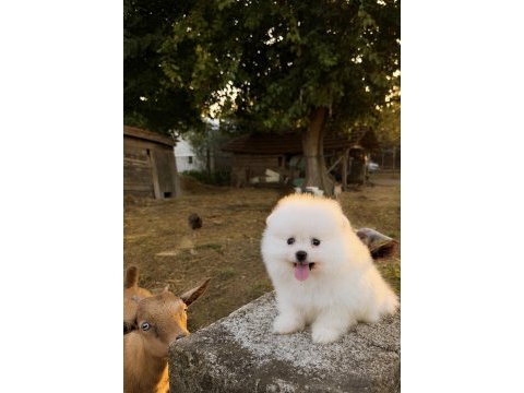 Gülen yüz pomeranian boo karbeyaz