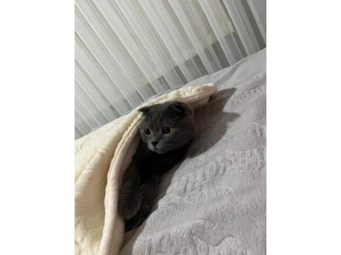 Scottish fold kızıma eş arıyorum