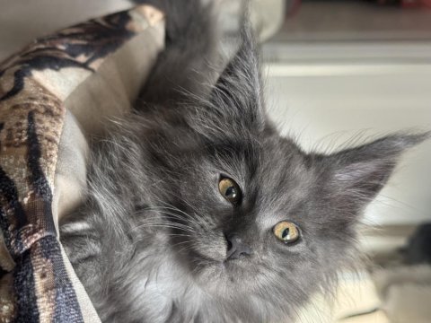 Maine coon kedileri
