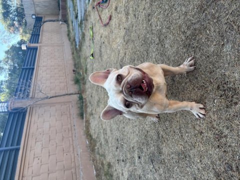 Lilac tan platinyum dişi french bulldog