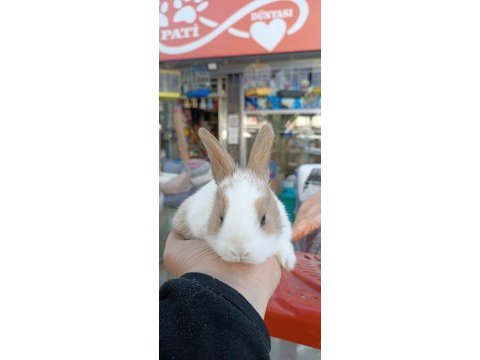 Yavru hollanda lop kırması tavşanlar