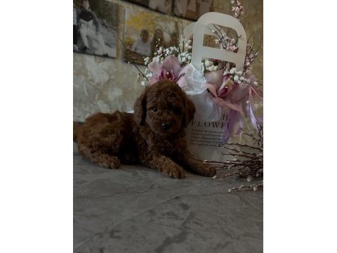 Teacup red brown yavrular en iyisini isteyenlere