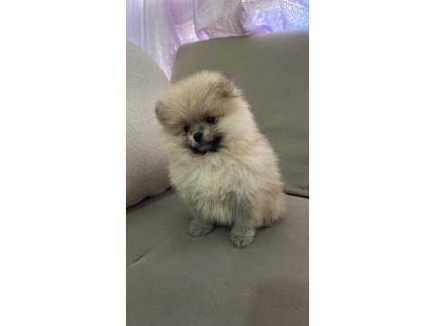 Pomeranian boo 2 aylık