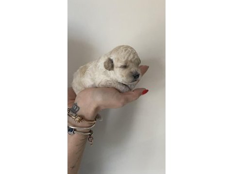 Beyaz renk erkek tam toy poodle yavru