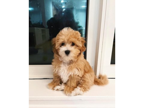 Ev ortamına en uygun ırk maltipoo yavrular