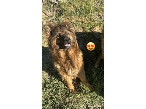 Kısa ve uzun tüy maskeli alman çoban köpeği yavrular