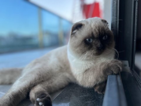 Sakin ve akıllı 1 yaşını tamamlamış blue point scottish fold