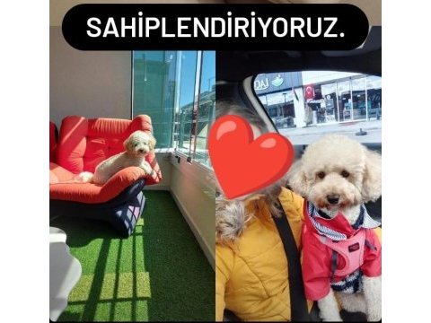 2021 doğumlu toy poodle