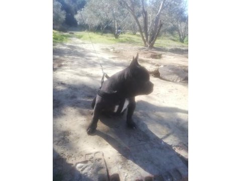Excotik blue fransız şu an tek ölçülere sahip