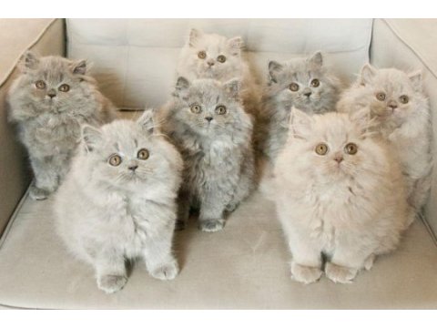 British shorthair yavrular istanbul avcılar