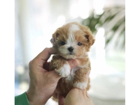 Maltipoo bebeklerimiz ailesini bekliyor